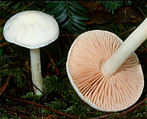 Alboleptonia sericella var lutescens